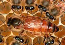 aperegina1.jpg (21734 byte)
