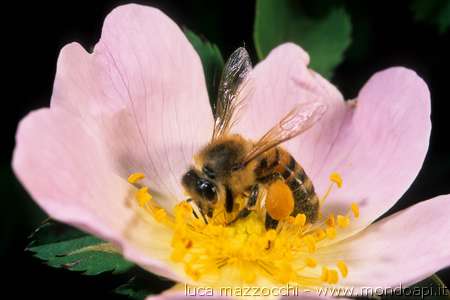 bottinatrice sulla rosa canina.jpg (14984 byte)