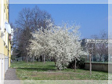 PRIMAVERA